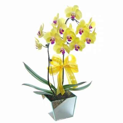 Magnífica Orquídea Amarela e Lilás Dupla -2 Lindas Hastes Floridas