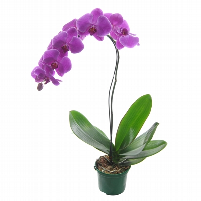 Orquídea Phalaenopsis Cascata - Lindíssima