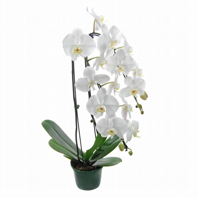 Orquidea Phalaenopsis Cascata Lindissima, branca.