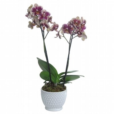 Mini Orquídea Phalaenopsis 2 Hastes Vinho e Branco Força e Amor