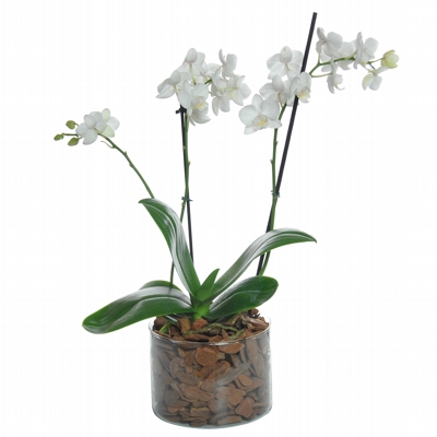 Mini Orquídea Phalaenopsis 2 Hastes Branca - Paz e Amor
