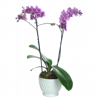 Mini Orquídea Phalaenopsis 2 Hastes Lilás - Ternura Acompanha o resistente e