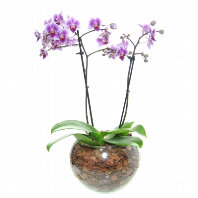 Elegante Mini Orquídea 2 hastes No Vaso Redondo de Vidro Lilás e Branca