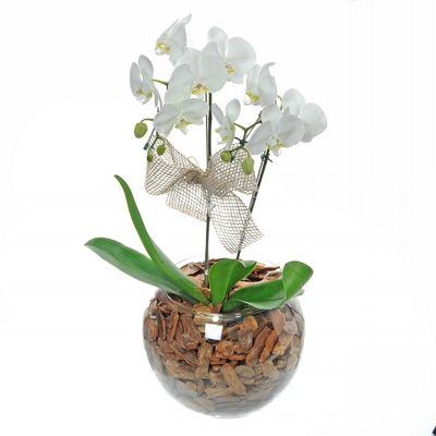 Orquídea Phalaenopsis 2 Hastes Branca no Vaso de Vidro