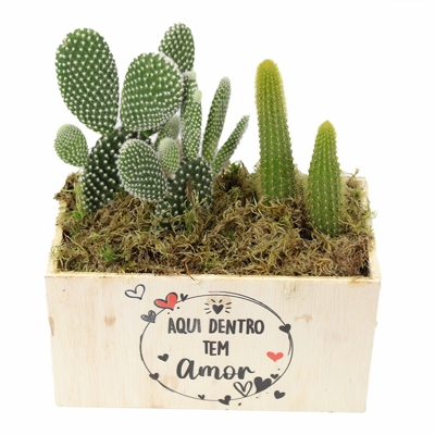 Conjunto de cactos com flor em forma de coração