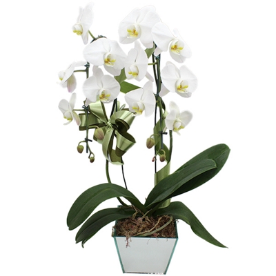 Magnifica Orquídea Phalaenopsis Branca No Vaso Espelhado