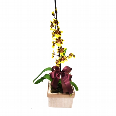 Orquídea Colmanara Amarela