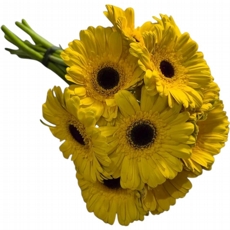 Gerberas Amarelas