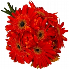 Gerberas Laranjas