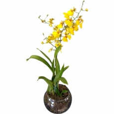 Elegncia Dourada