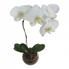 Orquidea Branca