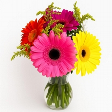 Gerberas Mix de Cores no Vaso