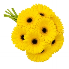 Gerberas Amarelas