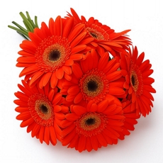 Gerberas Laranjas