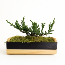 Bonsai de Pinheiro