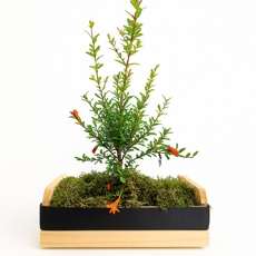 Bonsai de Rom