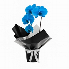 Orqudea azul