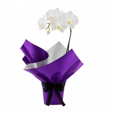 Luxe Branca Roxo