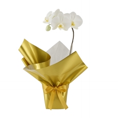 Luxe Branca Dourado