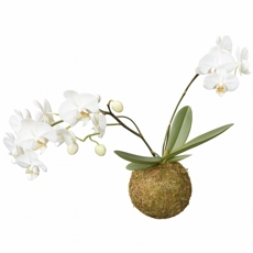 Kokedama Orquidea Branca - (Para Pendurar)
