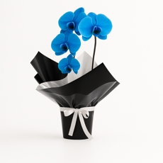 Orqudea azul
