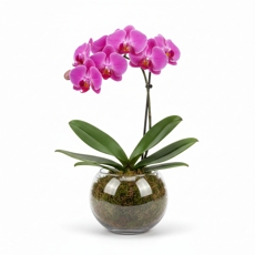 Orquidea Pink
