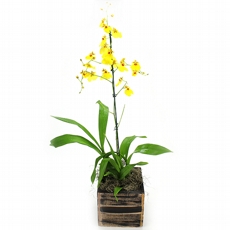 Orqudea Chuva de Ouro Premium