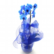 Orqudea Azul No Vaso de Vidro