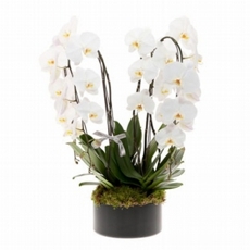 Deslumbrante Orquideas Brancas
