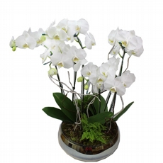Orquidea Phalaenopsis Branca No Vaso Redondo - 4 Hastes