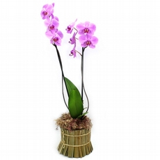 Orquidea Lilas 2 hastes no vidro