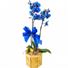 orquidea azul 2 hastes