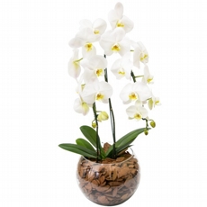 linda cascata de orquidea com duas hastes