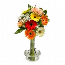 Arranjo de Gerberas coloridas