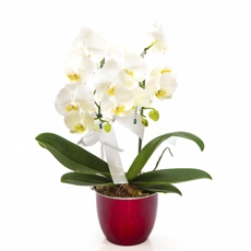 Orqudea Branca no vaso Ao Inox