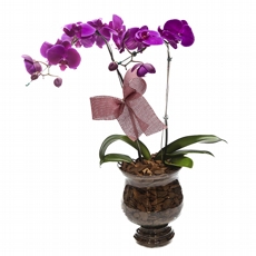 Luxuoso Arranjo De Orqudea Lils Com Cascalho